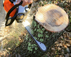 baumentfernung grimma