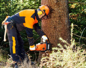 service baumpflege grimma